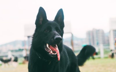 How Much Is a Black German Shepherd Puppy? 2026 Price Guide