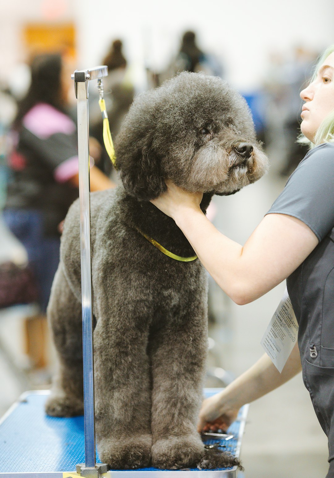 Black Poodle with a curly coat outdoors