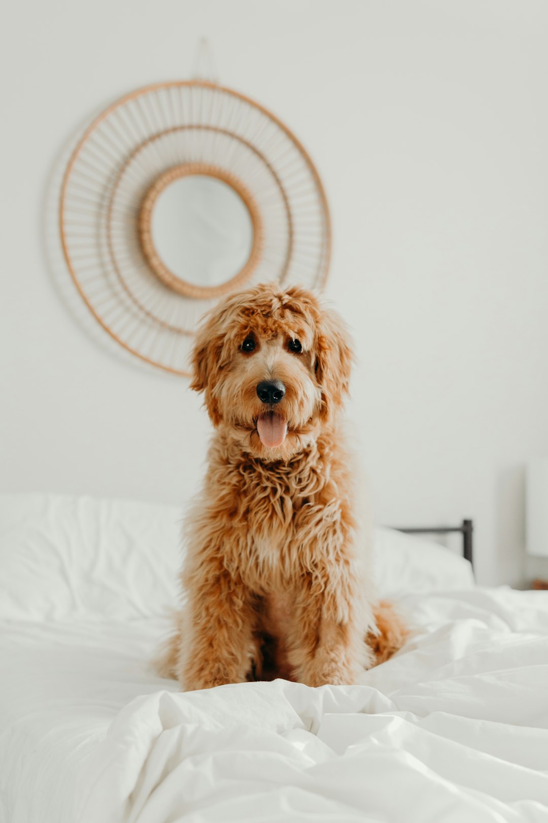 Curly coated dog for doodle grooming section