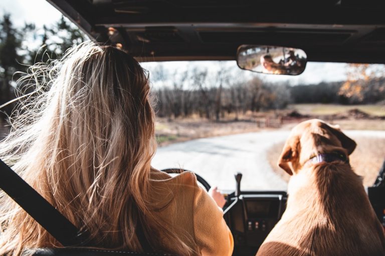 Road Trip With a Puppy: Breaks, Toileting, Food and Sleep