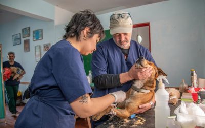 Best Muzzles for Vet Visits & Grooming: Safety Without Making Fear Worse