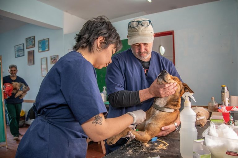 Best Muzzles for Vet Visits & Grooming: Safety Without Making Fear Worse