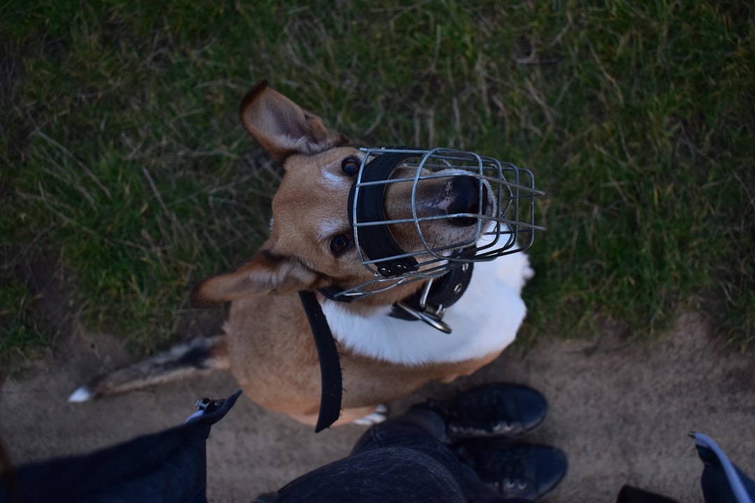 Dog comfortably wearing a basket muzzle on grass