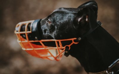 How To Muzzle Train A Dog Positively: A Step-By-Step Guide