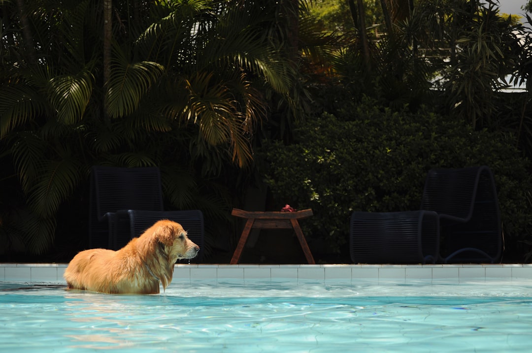 Dog cooling off in a swimming pool during summer
