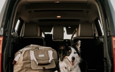 Puppy Travel Essentials: What to Pack for a Trip