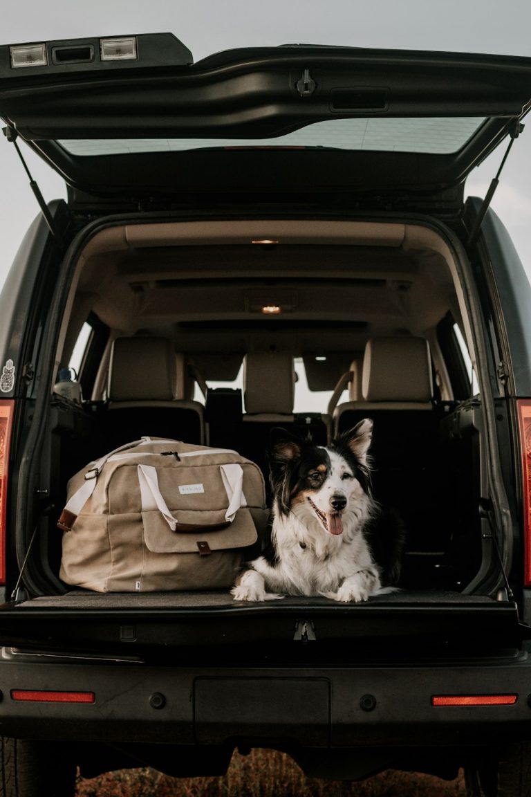 Puppy Travel Essentials: What to Pack for a Trip
