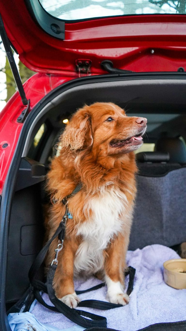 Dog Car Sickness: Quick Fixes and a Gradual Puppy Training Plan