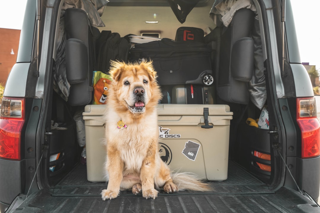Dog riding on a car seat during travel