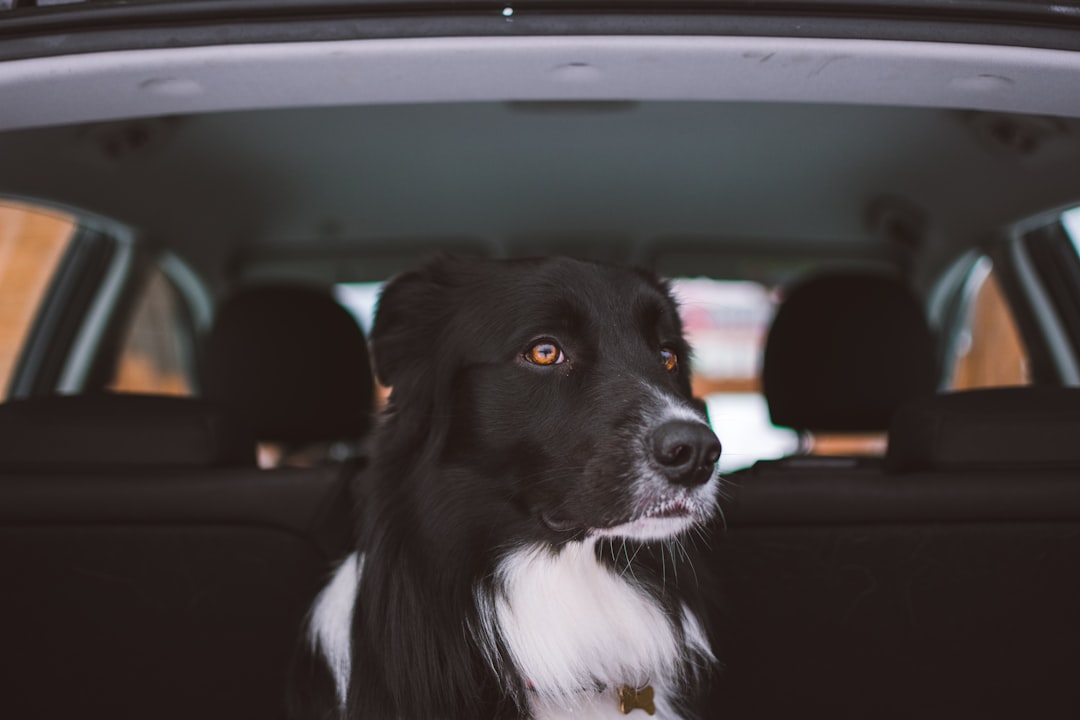 Dog sitting safely in the back of a car