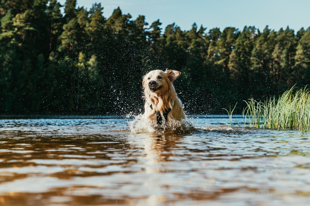 Dog splashing and playing in a lake during summer