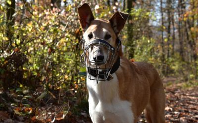 Best Muzzles for Dogs Who Eat Everything on Walks
