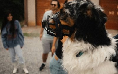 Best Muzzles for Bite-Risk Dogs: What Actually Matters