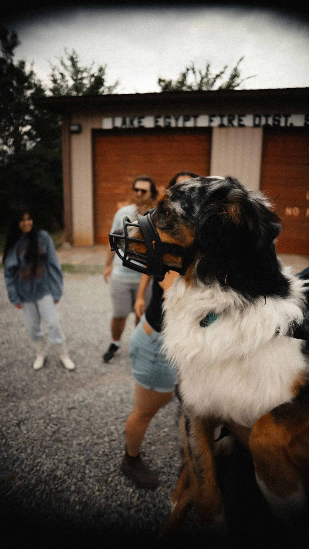 Dog wearing a muzzle calmly beside a handler