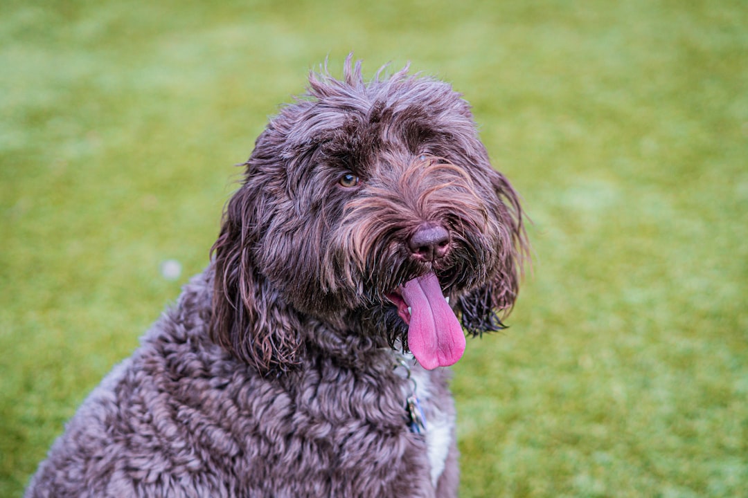 Doodle-type dog sitting on grass outdoors