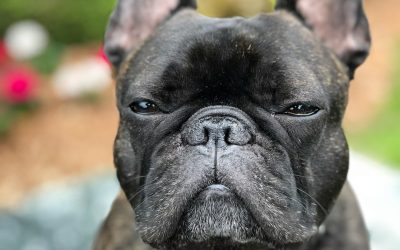 Best Muzzles for Flat-Faced Dogs: Frenchies, Pugs & Bulldogs