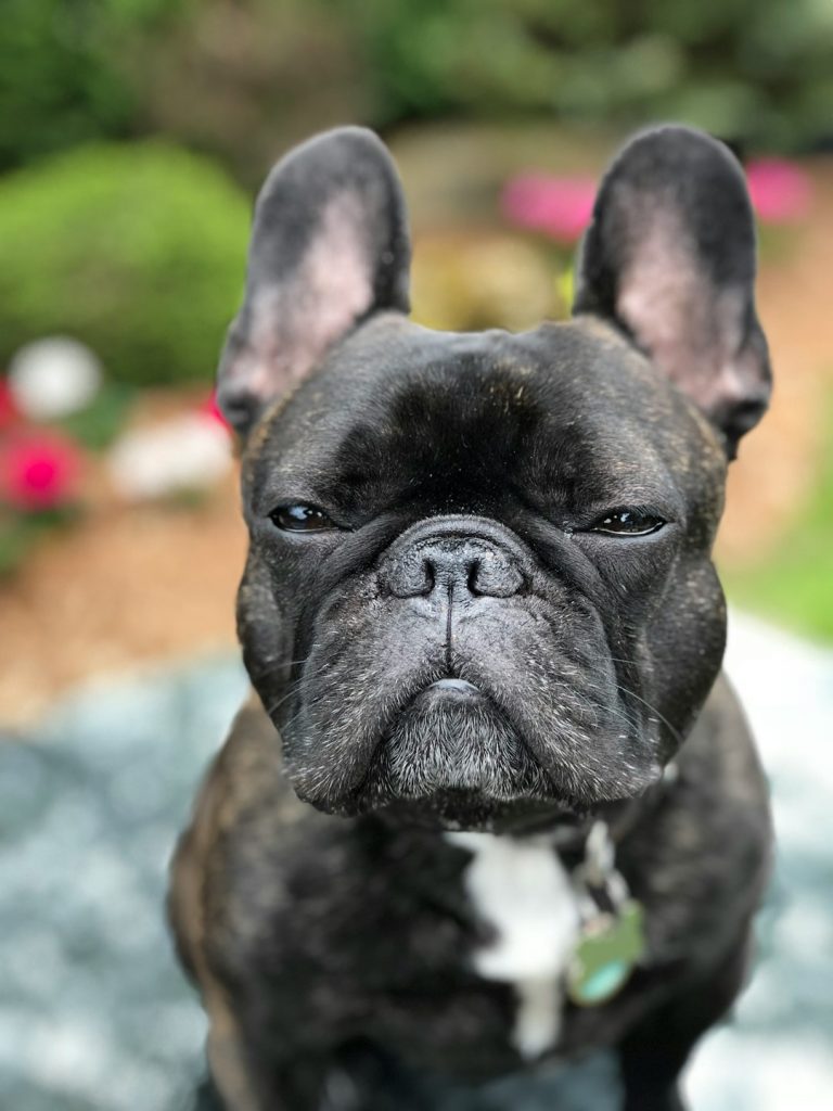 Best Muzzles for Flat-Faced Dogs: Frenchies, Pugs & Bulldogs