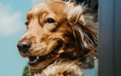 Why Does My Puppy Cry in the Car? What the Crying Is Telling You