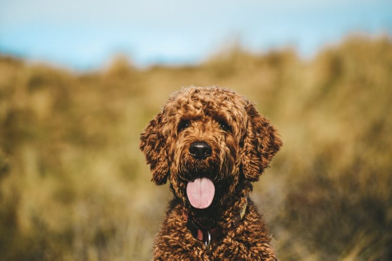 The Problem With Doodles And Other Designer Dogs