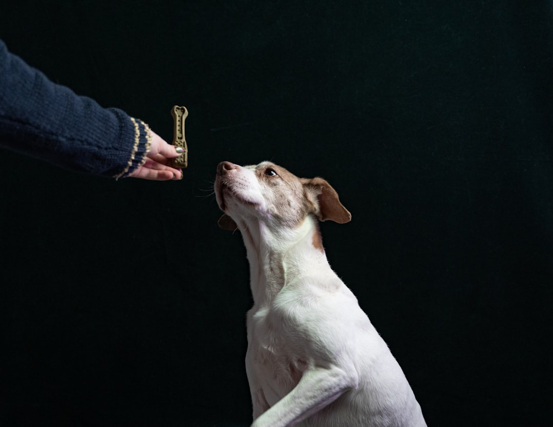 Handler rewarding a dog with food during positive training