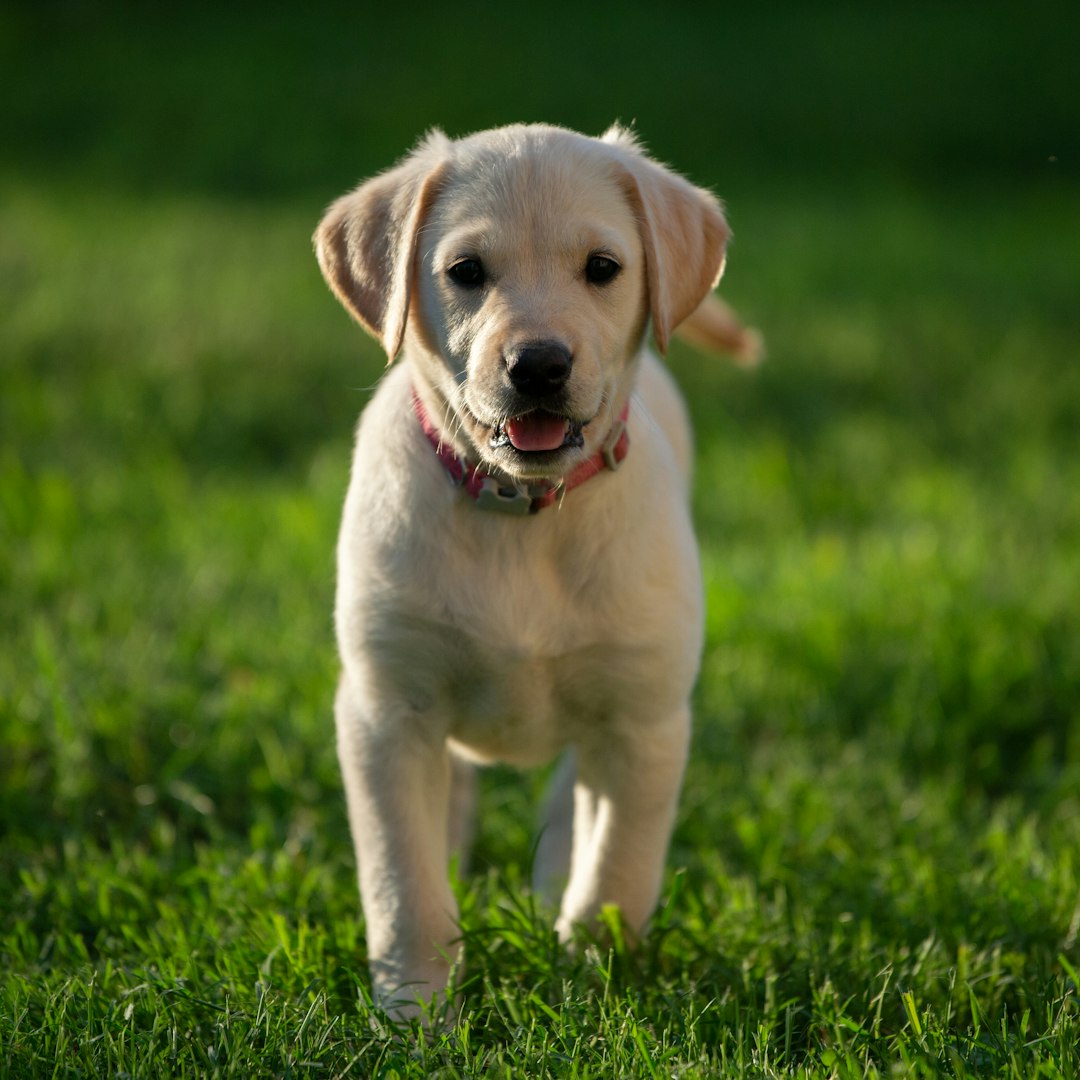 Labrador puppy outside on grass during training