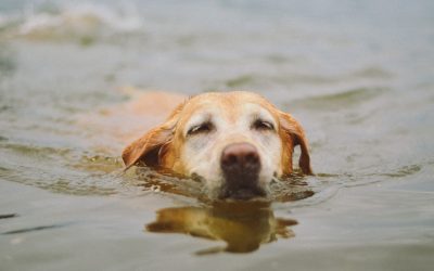 16 Summer Enrichment Ideas for Dogs That Won’t Overheat Them