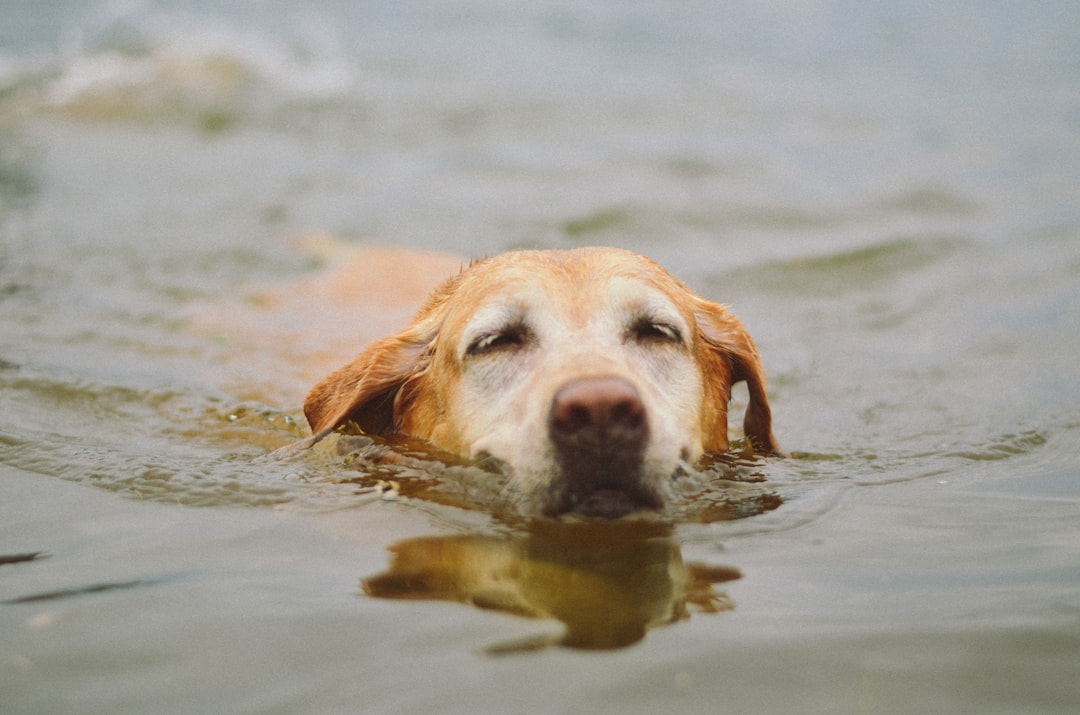 Labrador swimming in a lake on a summer day