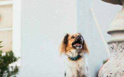 How Much Is a Papillon Puppy? 2026 Price & Ownership Costs