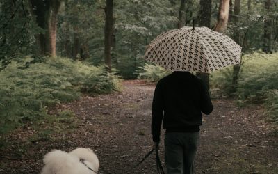 How to Get Your Puppy to Use the Potty in the Rain