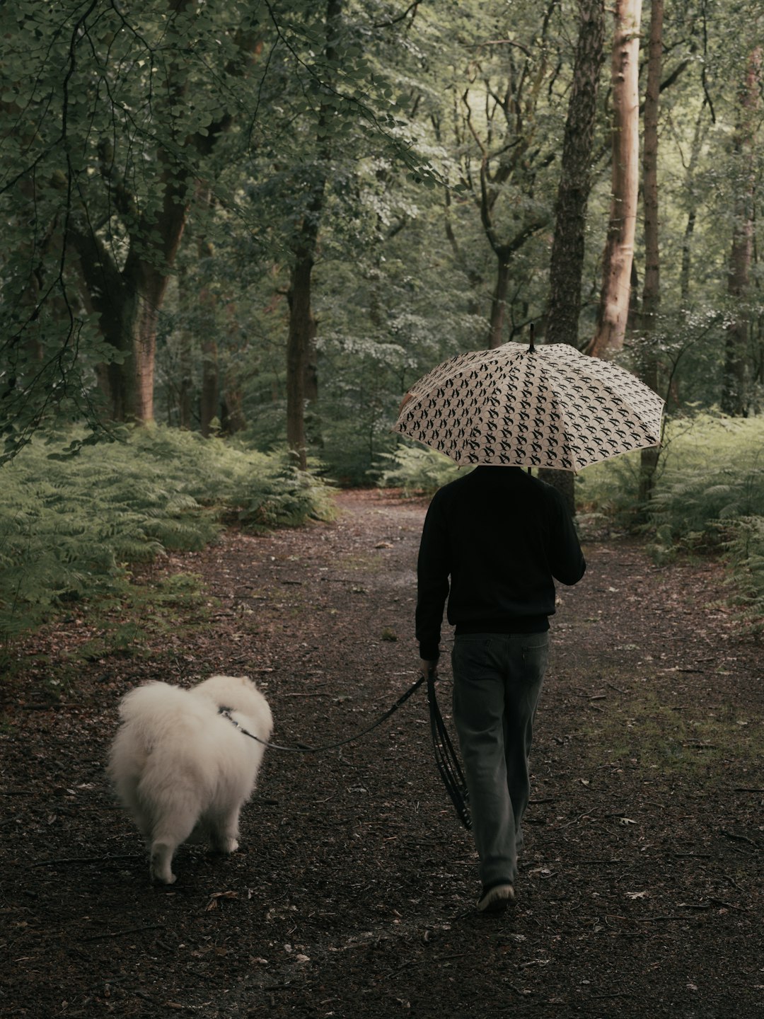Person walking a dog under an umbrella in rainy weather