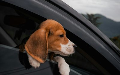 Bringing a Puppy Home in the Car: Your First Journey Together