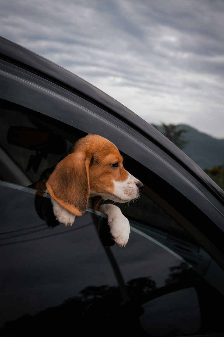 Bringing a Puppy Home in the Car: Your First Journey Together