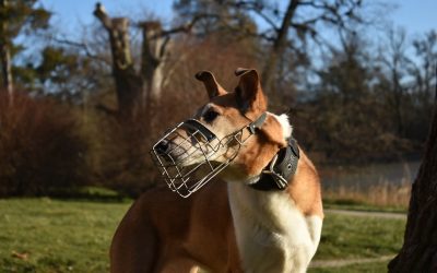 Best Muzzles for Reactive Dogs: What to Choose & Why
