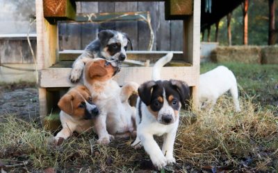 Puppy Development Stages: From Birth to Adulthood