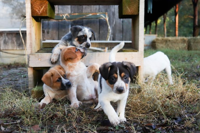 Puppy Development Stages: From Birth to Adulthood