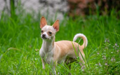 Best Muzzles for Small Dogs: Tiny Dog, Same Responsibility