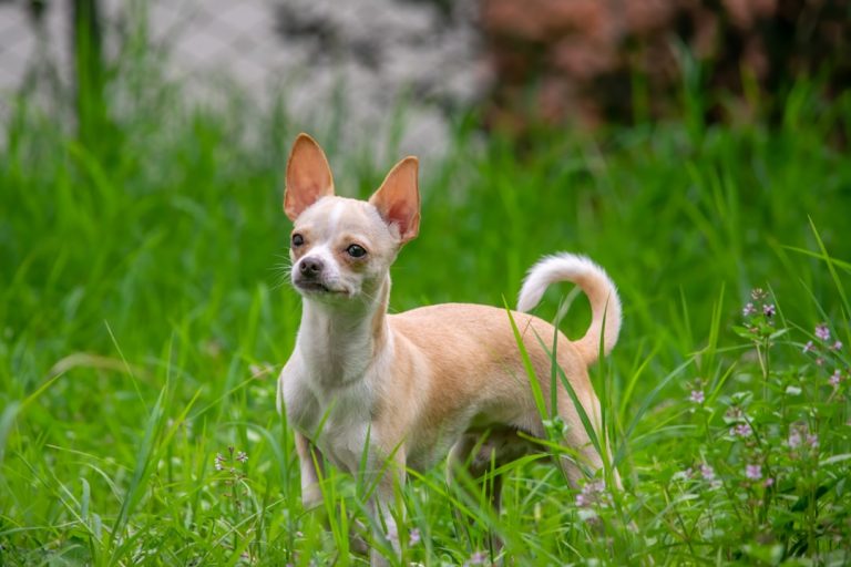Best Muzzles for Small Dogs: Tiny Dog, Same Responsibility