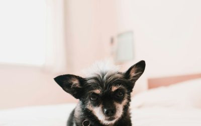 How to Stay in a Hotel With a Puppy Without Losing Your Mind
