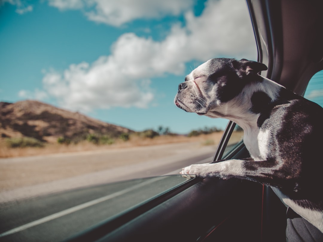 Small dog traveling inside a car