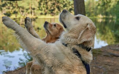Do Dogs Need Firm Training? What to Keep and What to Drop