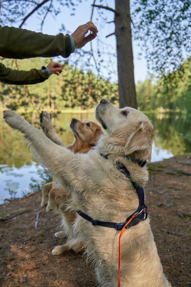 Do Dogs Need Firm Training? What to Keep and What to Drop