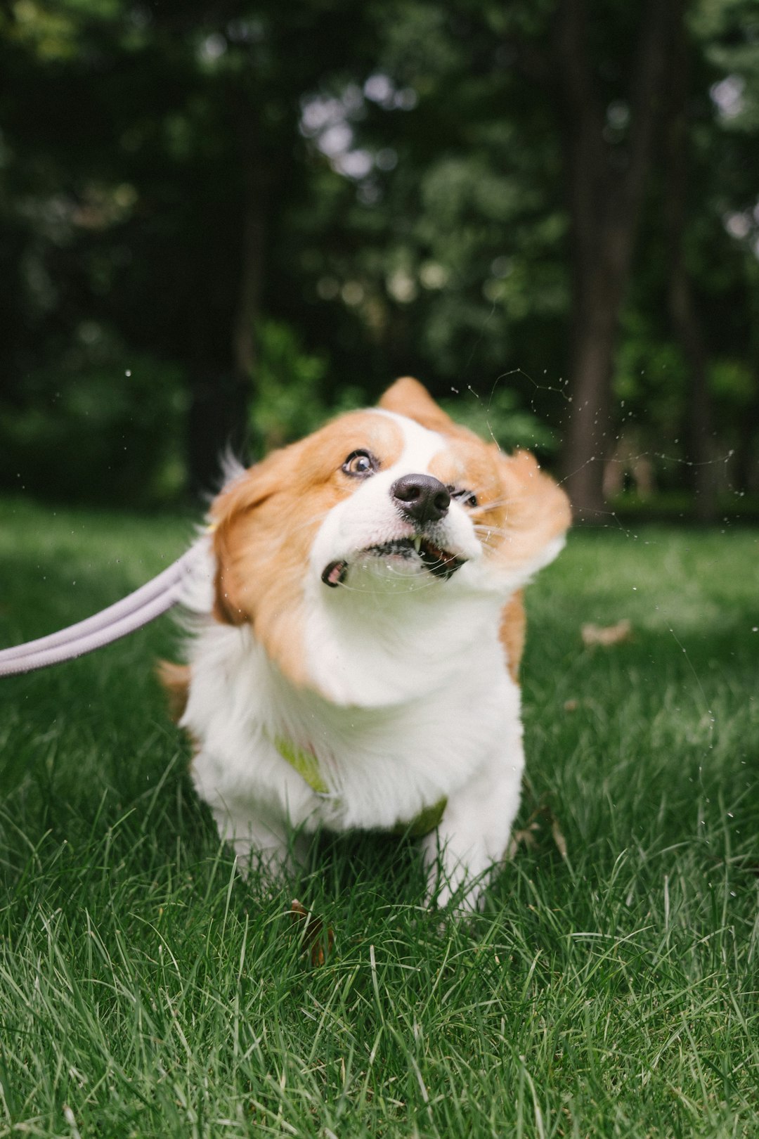 Wet corgi shaking water from its coat outdoors