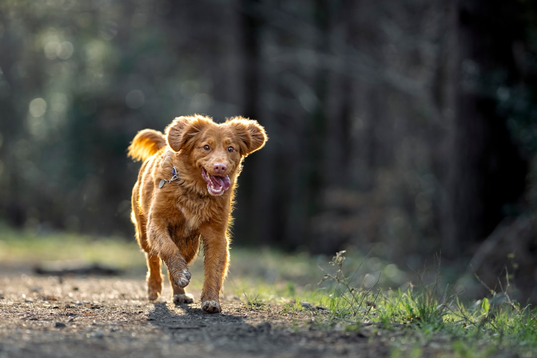 Young brown dog exploring outdoors on a path