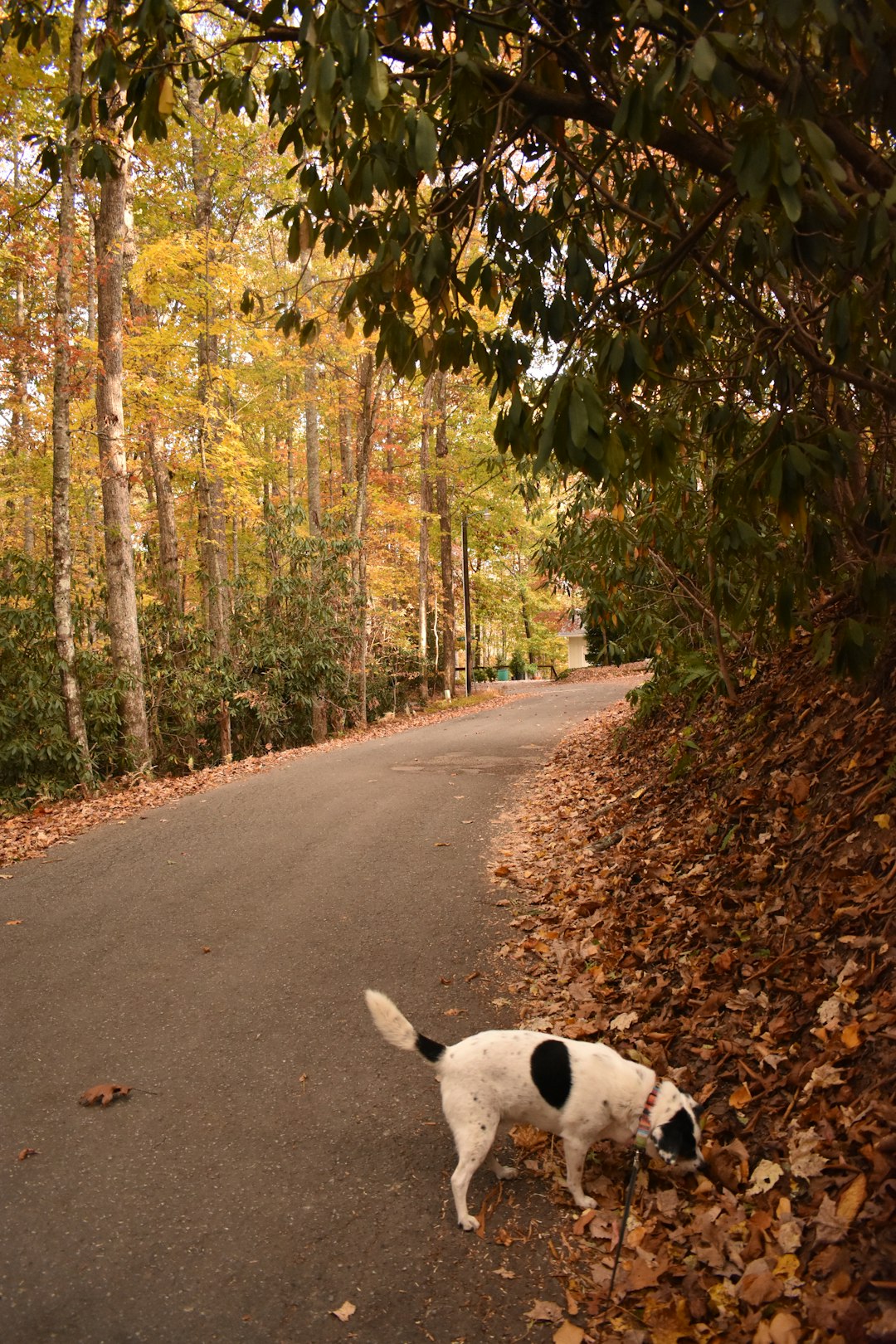 Black and white dog standing beside a road