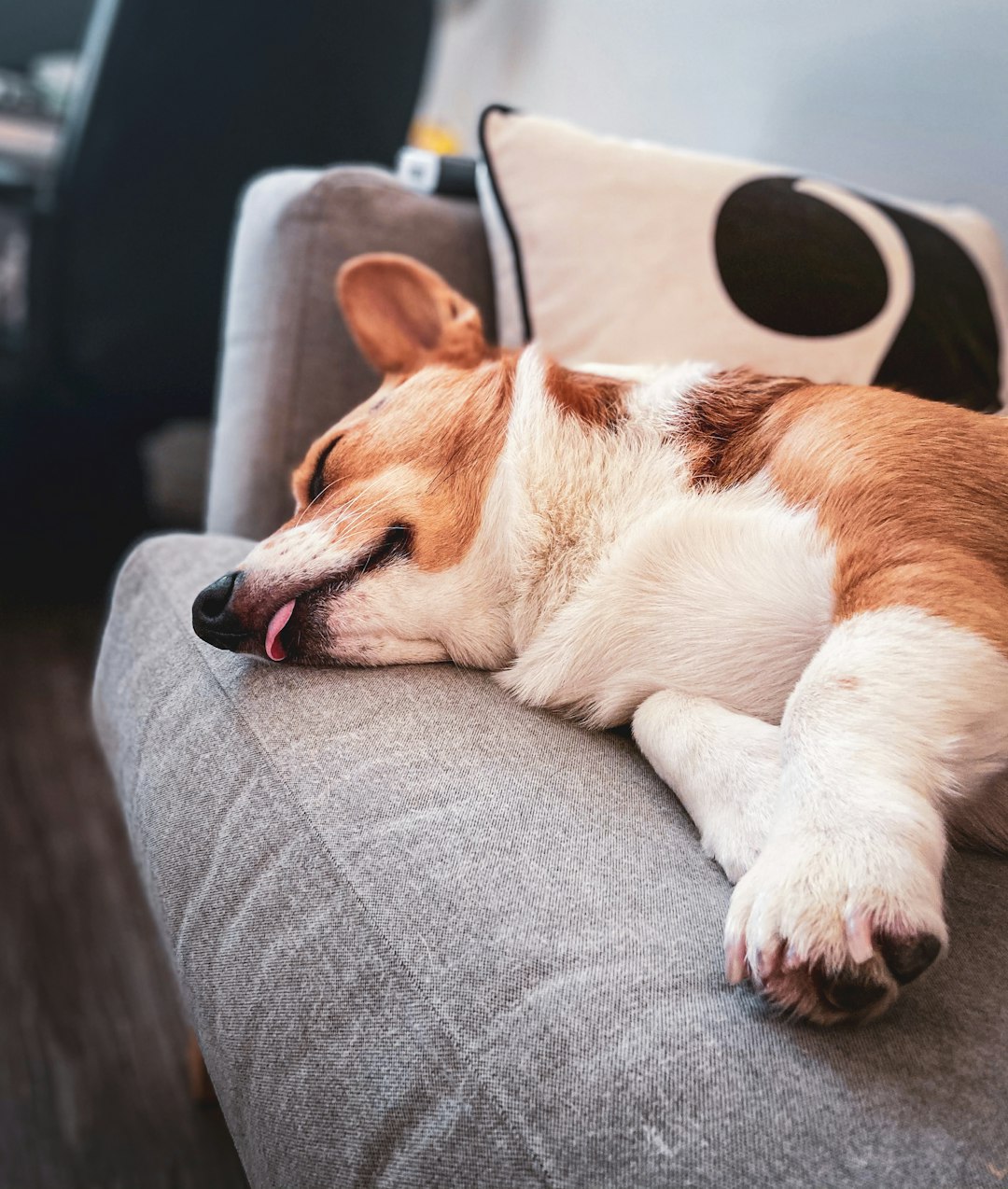 Brown and white dog resting on a couch