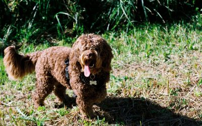 When Should You Spay or Neuter a Cockapoo? What the Parent-Breed Data Suggests