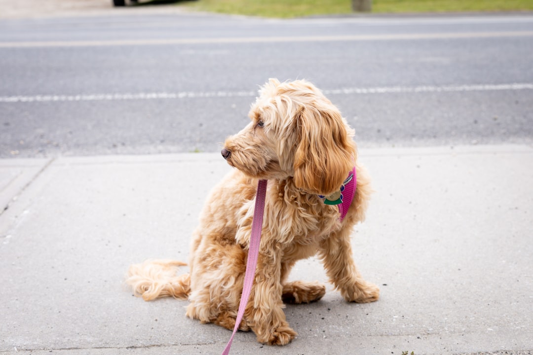 Dog on leash asking for space