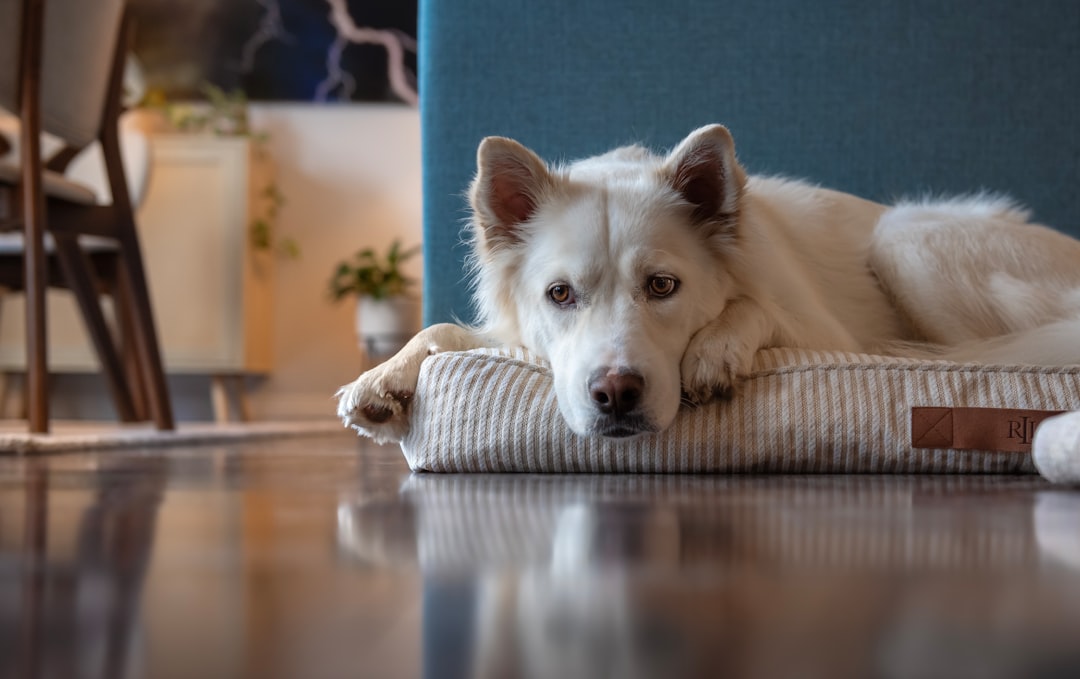 Dog resting at home after a stressful walk to recover