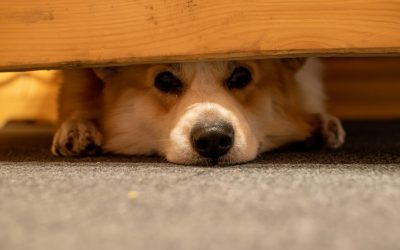 How to Calm a Dog During Fireworks: What to Do Tonight