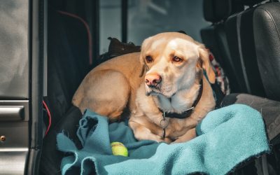 Best Dog Crates & Kennels for Car Travel (2026): What I’d Actually Trust